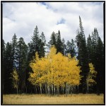 Autumn aspens