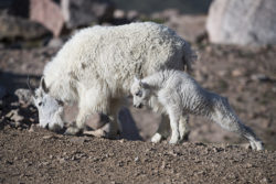 Rocky Mountain Goat