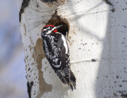 Red-naped Woodpecker