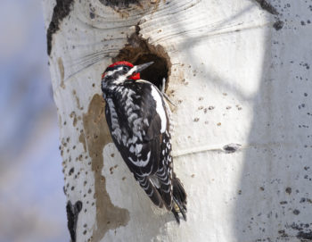 Red-naped Woodpecker