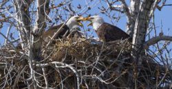 Bald Eagle family