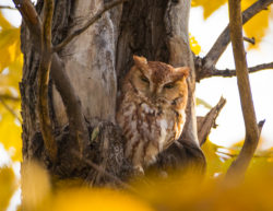 Rufous Eastern Screech Owl