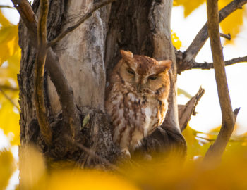 Rufous Eastern Screech Owl