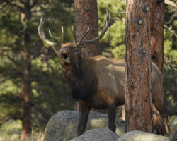 Bugling Bull Elk