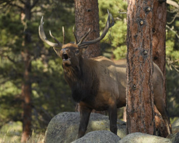 Bugling Bull Elk