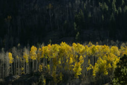 Poudre Canyon Autumn Aspens