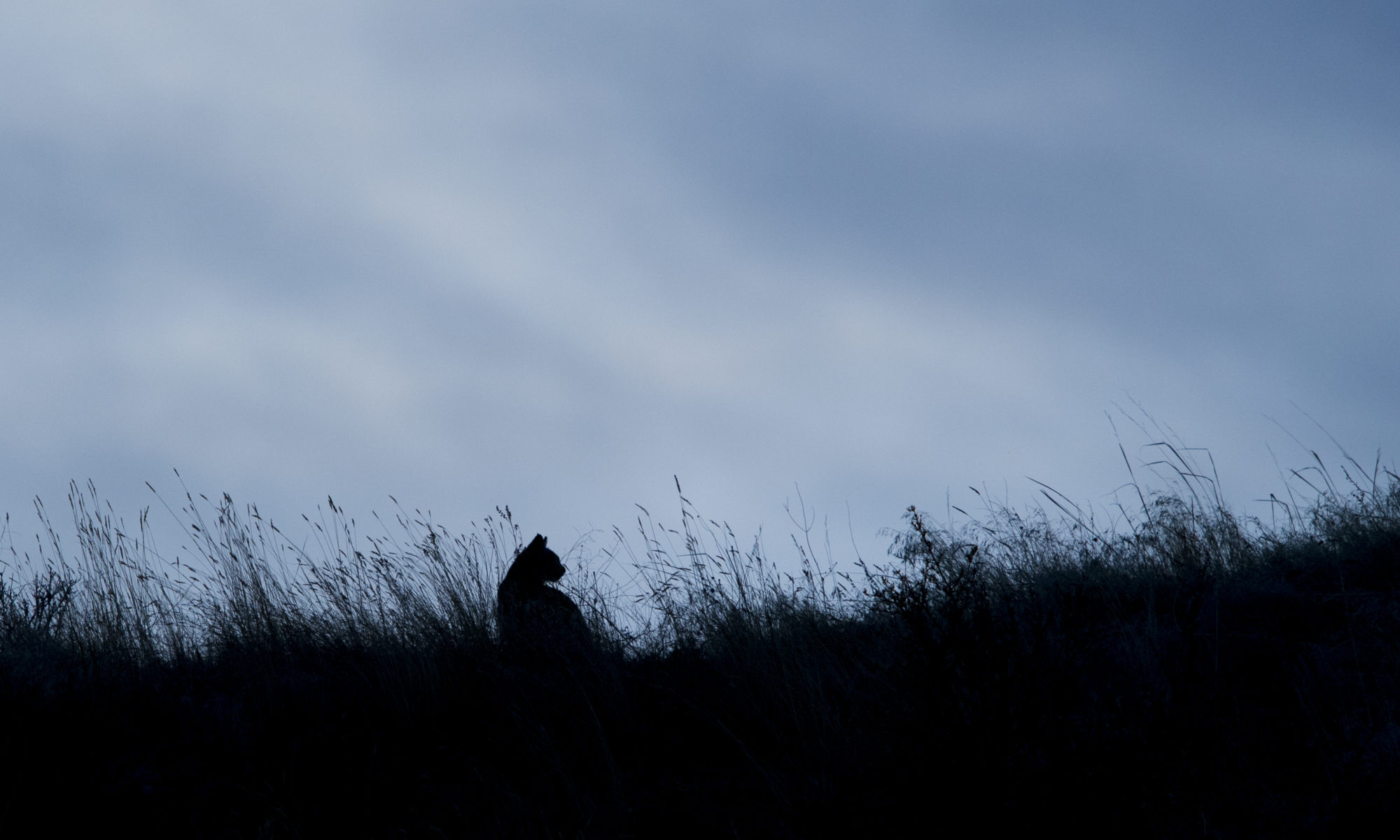 bobcat silhouette