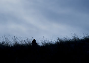 bobcat silhouette