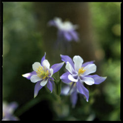 Rocky Mountain Columbine