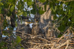 Great Blue Heron Hatchlings
