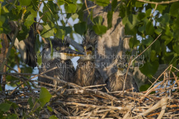 Great Blue Heron Hatchlings