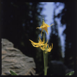 Glacier Lilly