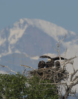 Longs Peak Bald Eagle Nest