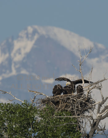 Longs Peak Bald Eagle Nest