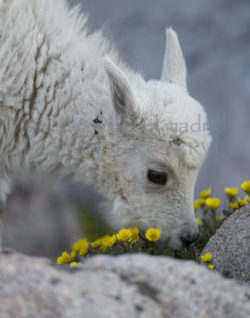 Nibbling Kid