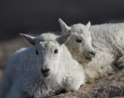 Rocky Mountain Goat Kids
