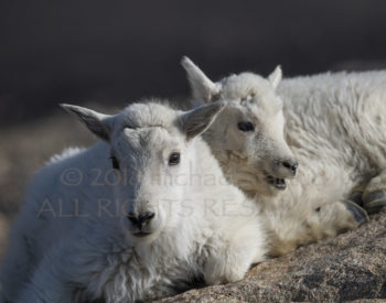 Rocky Mountain Goat Kids