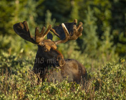 Sunrise Bull Moose