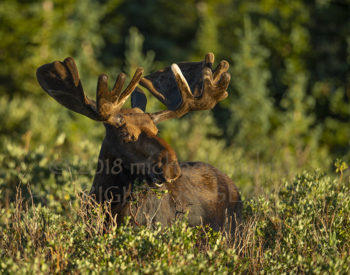 Sunrise Bull Moose