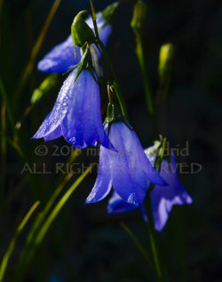 Indian Peaks Wilderness Area Harebells