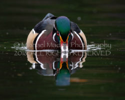 Wood Duck Drake Reflection