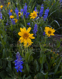 Buffalo Pass Wildflowers
