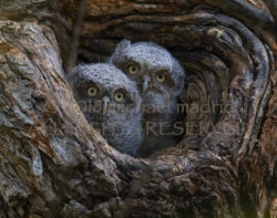Eastern Screech Owlets