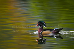 Nature Imitating Art