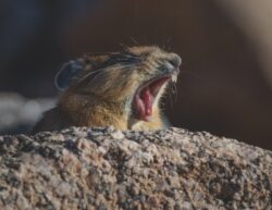 American Pika
