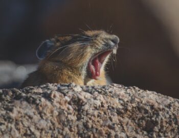 American Pika