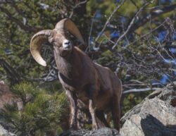 Rocky Mountain Bighorn Sheep