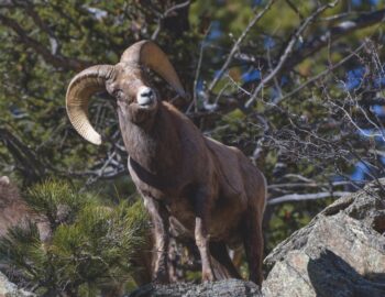 Rocky Mountain Bighorn Sheep