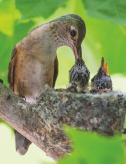 Broad-tailed Hummingbirds
