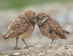 Burrowing Owl Pair