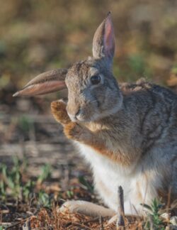 Cottontail Grooming