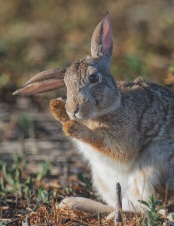 Cottontail Grooming