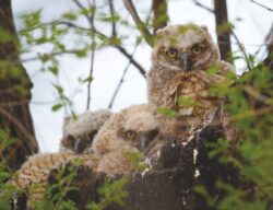 Great Horned Owlets