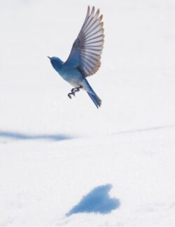 Mountain Bluebird