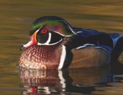 Wood Duck Drake