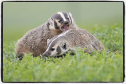 American Badgers