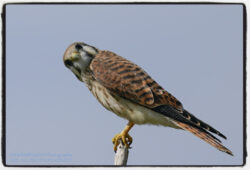 American Kestrel