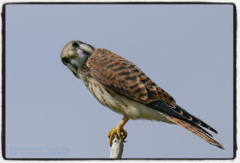 American Kestrel