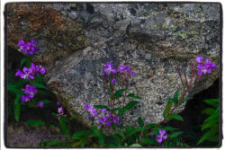 Fireweed