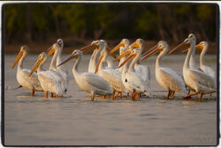 Sunrise Pelicans