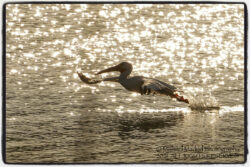American White Pelican