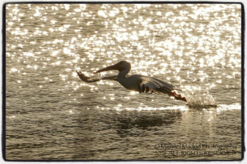 American White Pelican