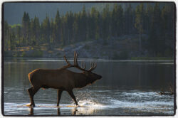 Bull Elk Sunrise Splash
