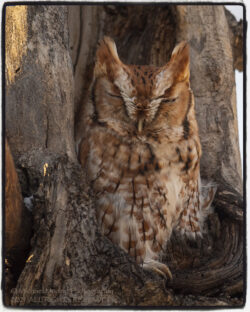 Rufous Eastern Screech Owl