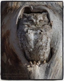 Sleepy Screech Owl