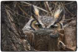 Momma Owl